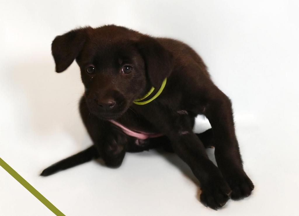 Huiskamernest labrador mix pup zeer sociaal ! Laatste 2 pups, 8 tot 15 weken, Meerdere, Meerdere dieren, Nederland