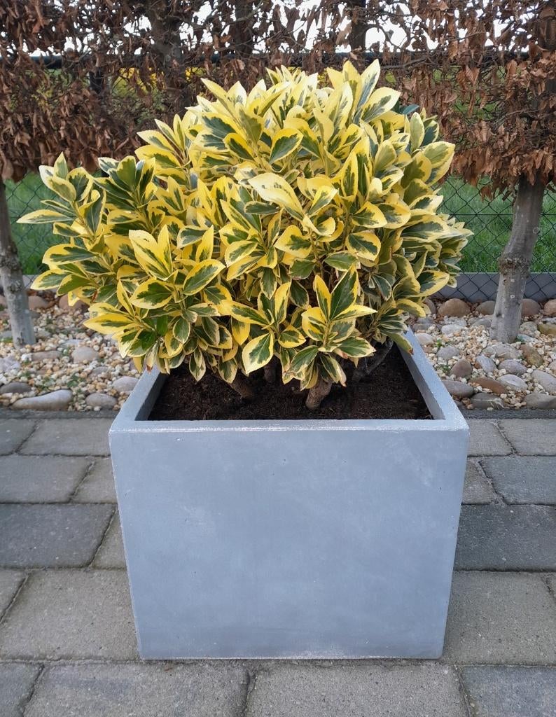 Kardinaalsmuts Euonymus -plant, Ophalen, Overige soorten, Volle zon