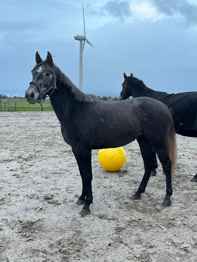 3 jarig springpaard merrie, Merrie, Springpaard, Met stamboom, 3 tot 6 jaar