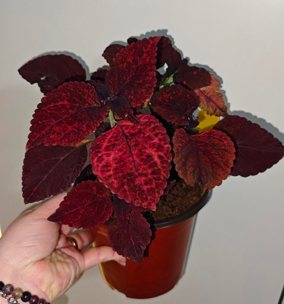 Coleus / siernetel plant, Ophalen, Halfschaduw, Minder dan 100 cm