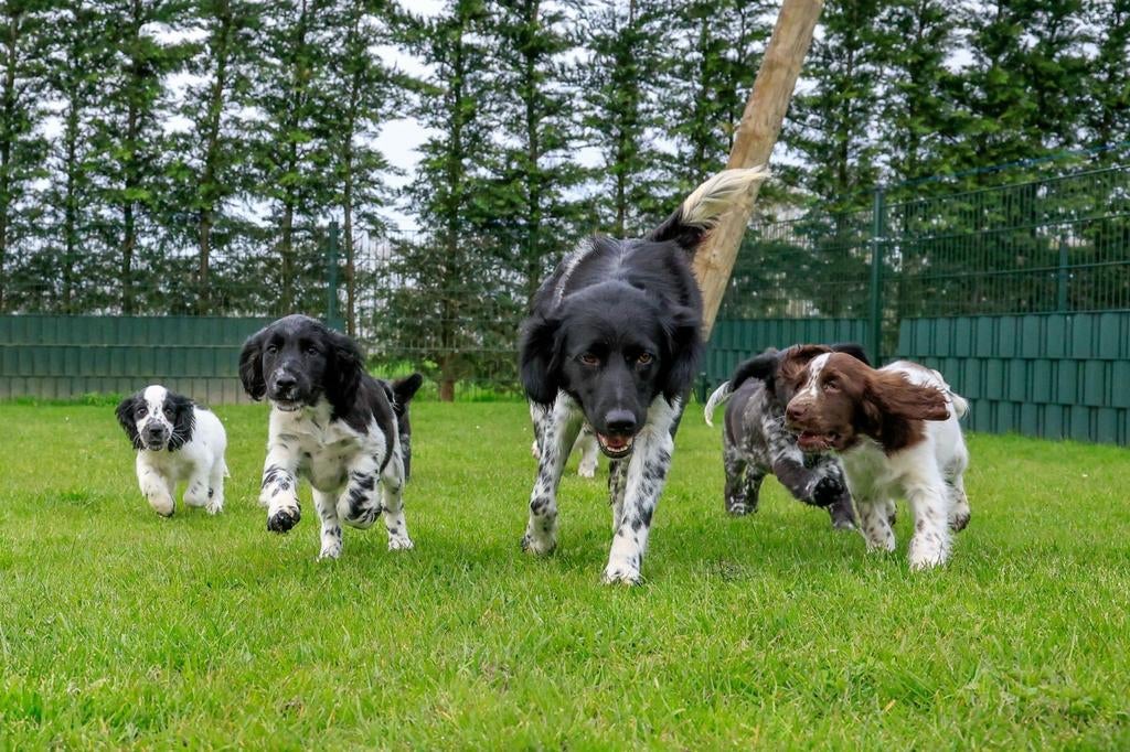 Friese Stabij  Cocker Spaniel puppy’s, nog 2 reutjes, Parvo, Nederland, 8 tot 15 weken, Meerdere