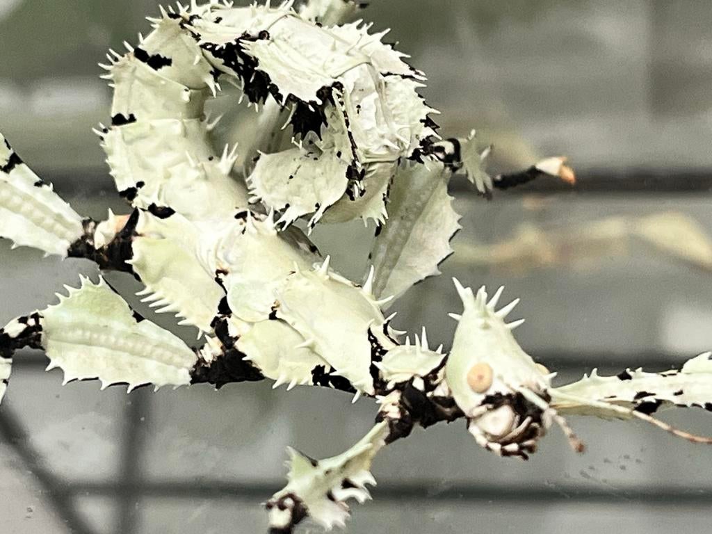 Eitjes Australische flappentak. innisfail, Dieren en Toebehoren, Wandelende tak