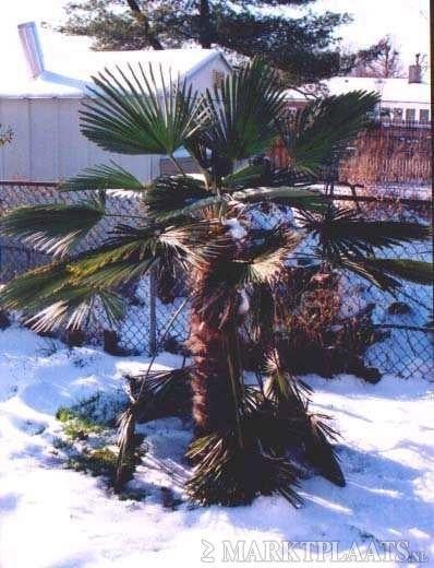 Winterhard Trachycarpus fortunei palmzaad;25x(verzenden ook), Ophalen, Gehele jaar, Volle zon, Zaad