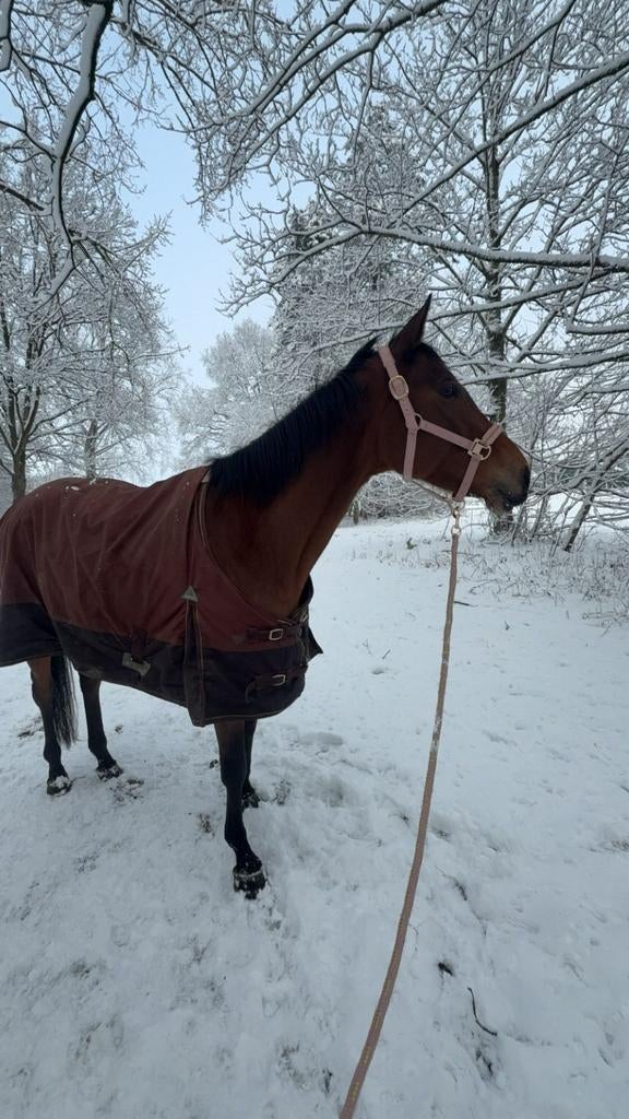 Recreatie paard te koop, Dieren en Toebehoren, Paarden, Merrie, 165 tot 170 cm, Recreatiepaard, 7 tot 10 jaar