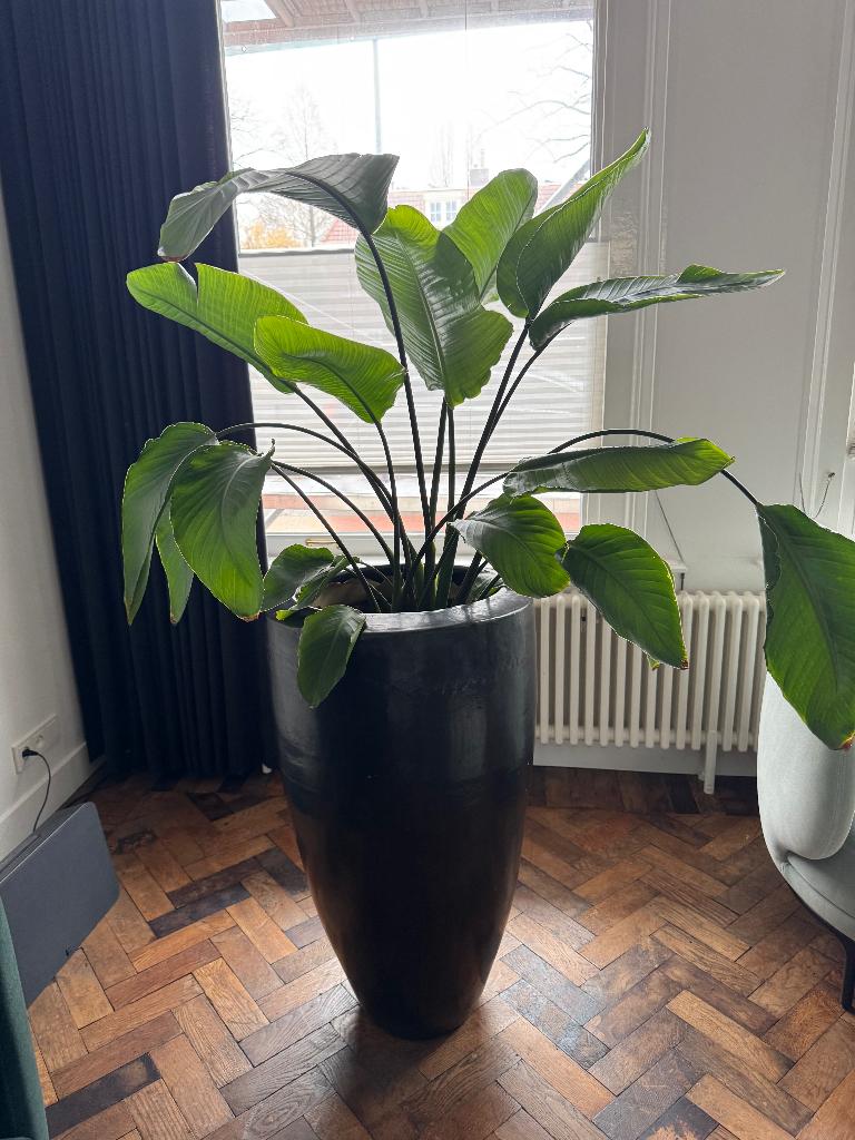plantenpot XXL met Strelitzia Nicolai (Paradijsvogelplant), Tuin en Terras, Bloempotten, Ophalen, 40 cm of meer, Rond, Binnen