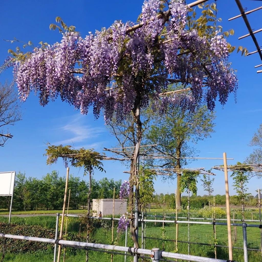 Blauwe regen Wisteria sinensis ‘Prolific🌿❗️dakboom❗️, Tuin en Terras, Planten | Bomen, Ophalen, Volle zon, Overige soorten
