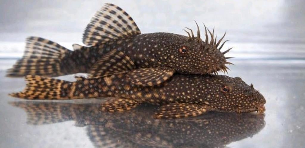 Ancistrus koppel, Vis