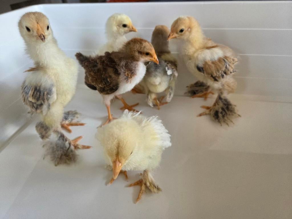 Kuikens te koop brahma en welsumer, Dieren en Toebehoren, Geslacht onbekend, Kip