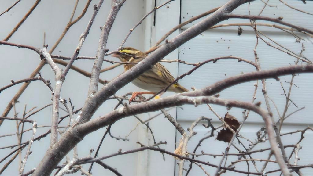 Kolonie napoleon wevers, Meerdere dieren