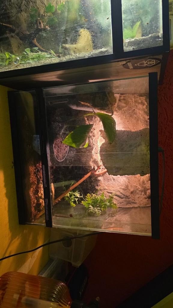 Terrarium met vrouwtje gekko - Reptielen en Amfibieën