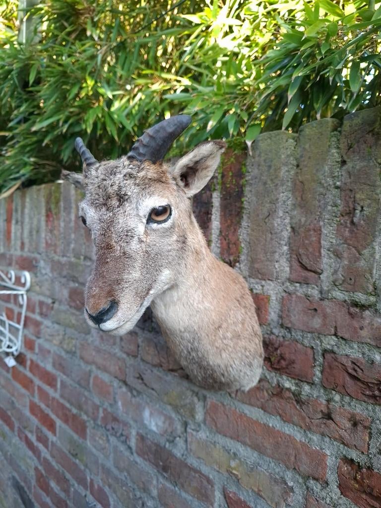 Opgezette kop jonge moeflon taxidermy opgezet jacht schedel, Ophalen, Wild dier, Gewei of Kop
