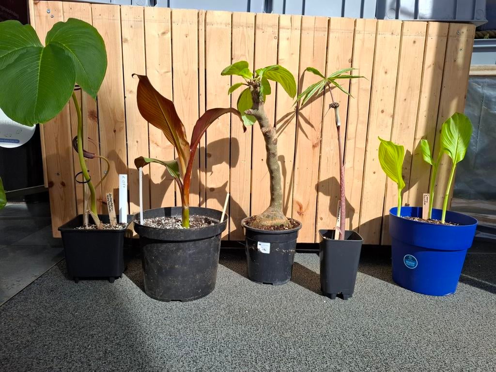 Exotische tuinplanten, Ophalen of Verzenden, Overige soorten, Volle zon