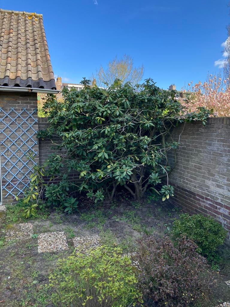 Rhododendron, Vaste plant, Bloeit niet, Halfschaduw, Ophalen