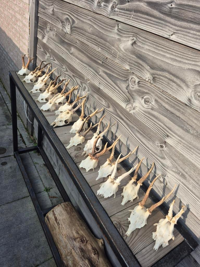 Ree Reebok geweitjes 20 stuks, Verzamelen, Ophalen of Verzenden, Gebruikt, Overige soorten, Gewei of Kop