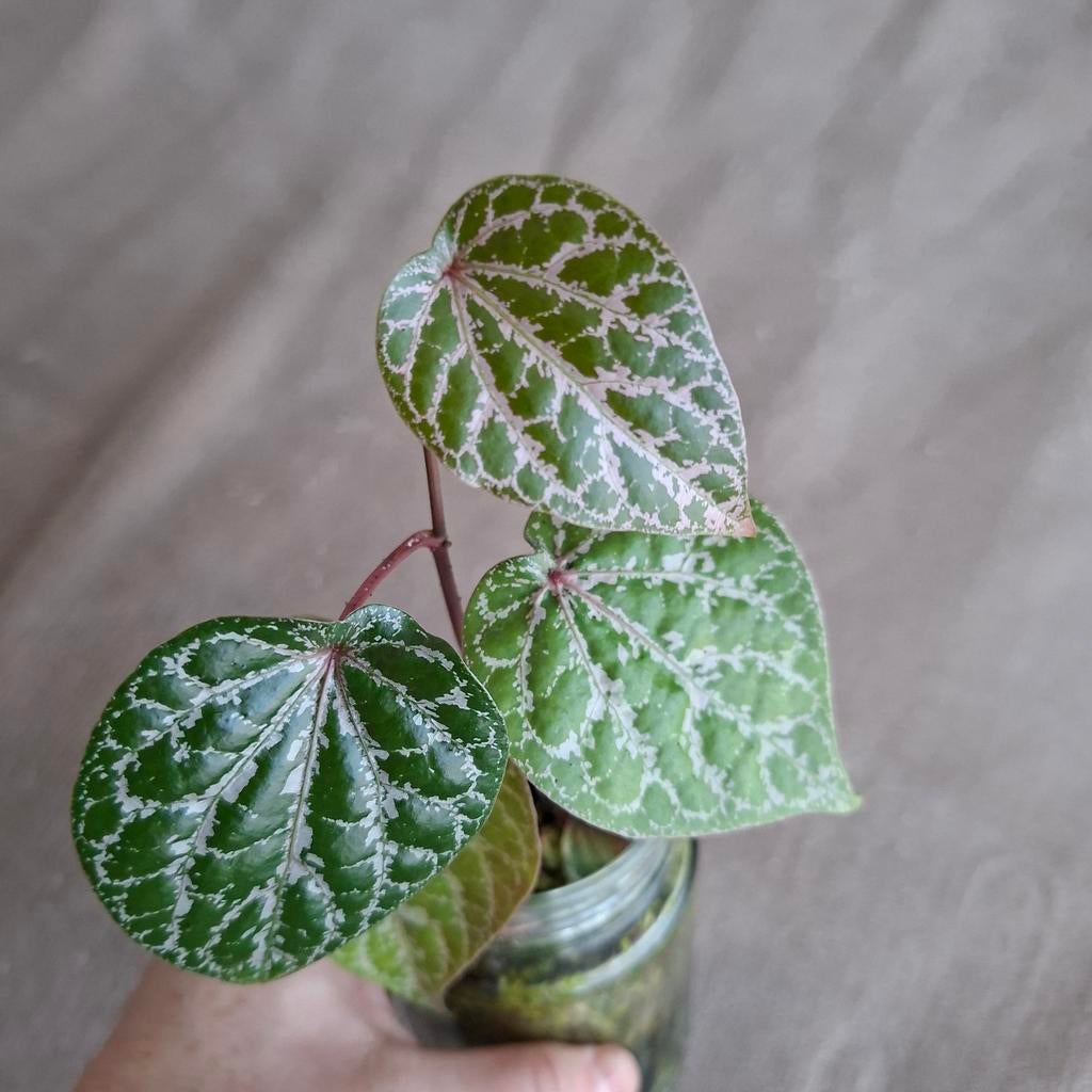 Piper crocatum ornatum plant, Ophalen of Verzenden, Halfschaduw, Minder dan 100 cm