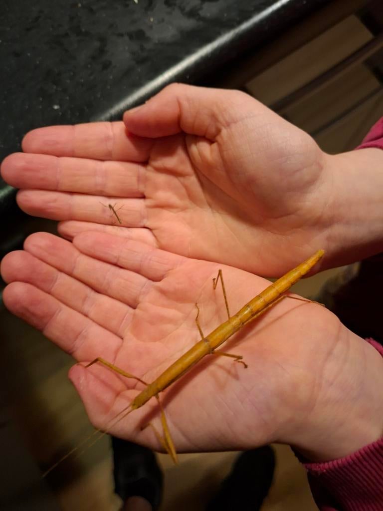 Pas geboren wandelende takken, Wandelende tak