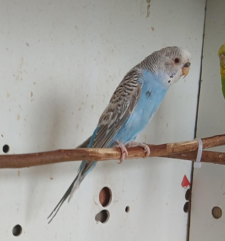 Bronze Fallow, Dieren en Toebehoren