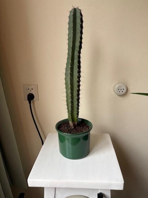 cactus, Ophalen, Minder dan 100 cm, Volle zon, In pot