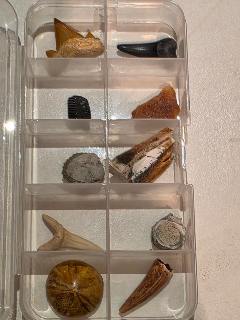 Fossielen set 10 stuks klein mooi in een doosje, Ophalen of Verzenden, Fossiel