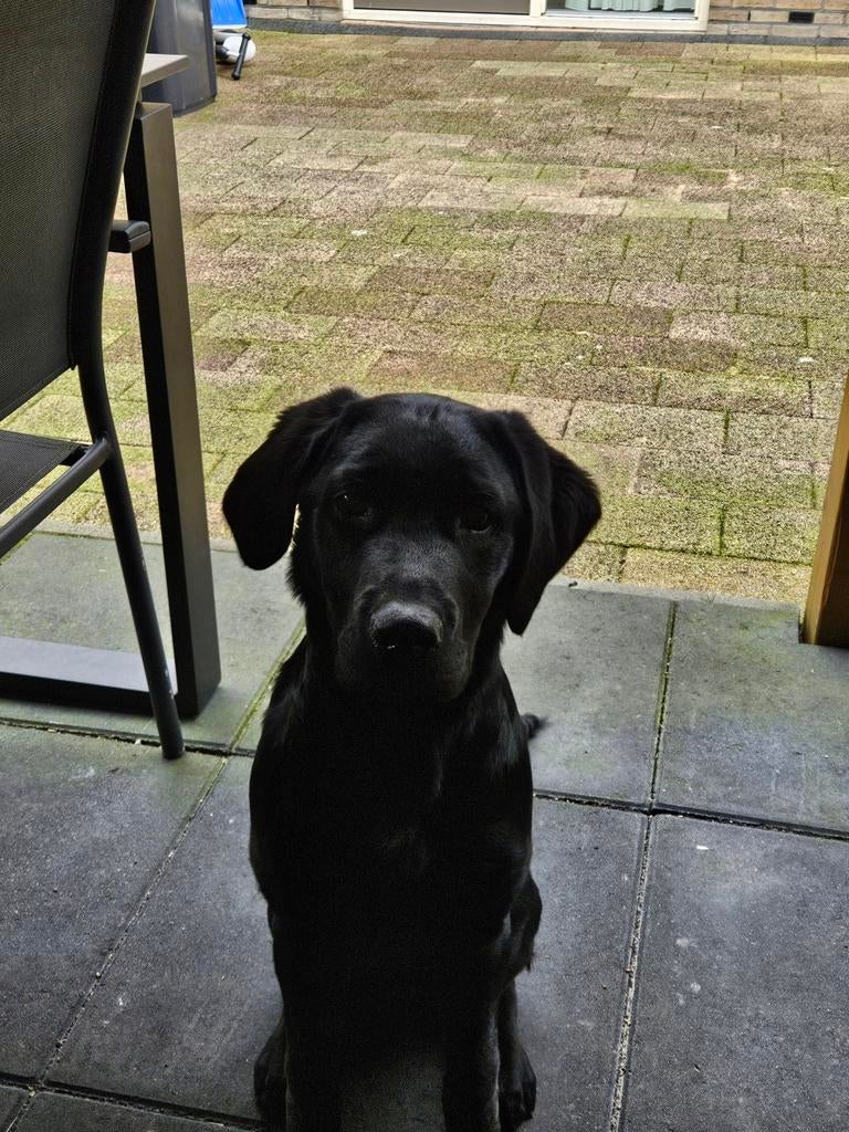 Te koop golden retriever/labrador, Dieren en Toebehoren, Honden | Retrievers, Spaniëls en Waterhonden, Parvo, 15 weken tot 1 jaar
