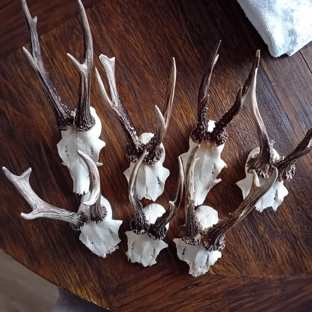 7 kleine geweitjes ree/bok, Ophalen of Verzenden