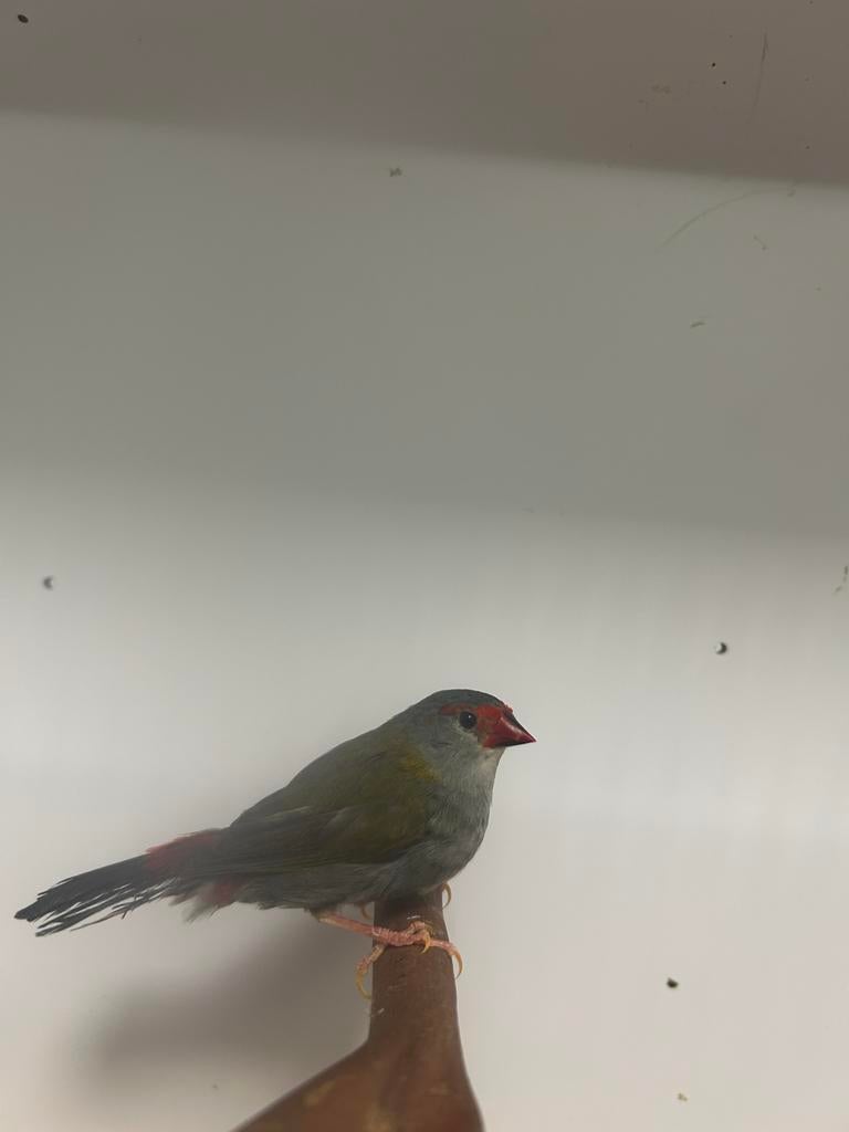 1-1 dornastrildes, Meerdere dieren, Tropenvogel, Geringd