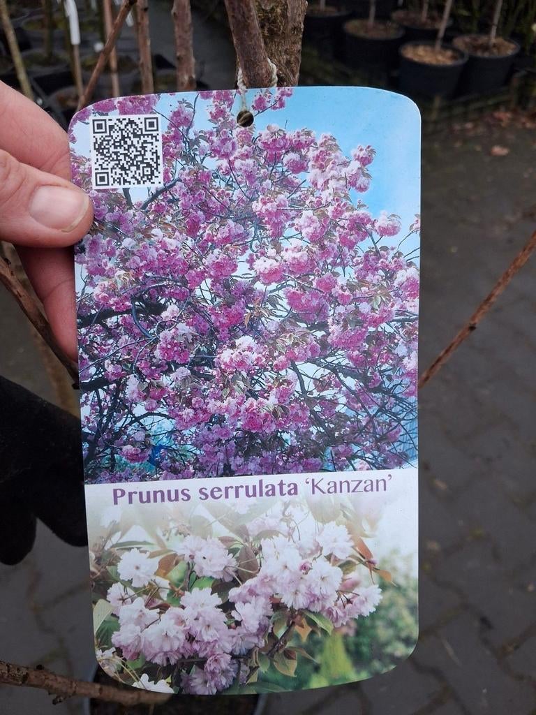 Prunus serrulata 'Kanzan' meerstammige roze sierkers, Tuin en Terras, Planten | Bomen, Leiboom, Ophalen of Verzenden, Lente, 100 tot 250 cm