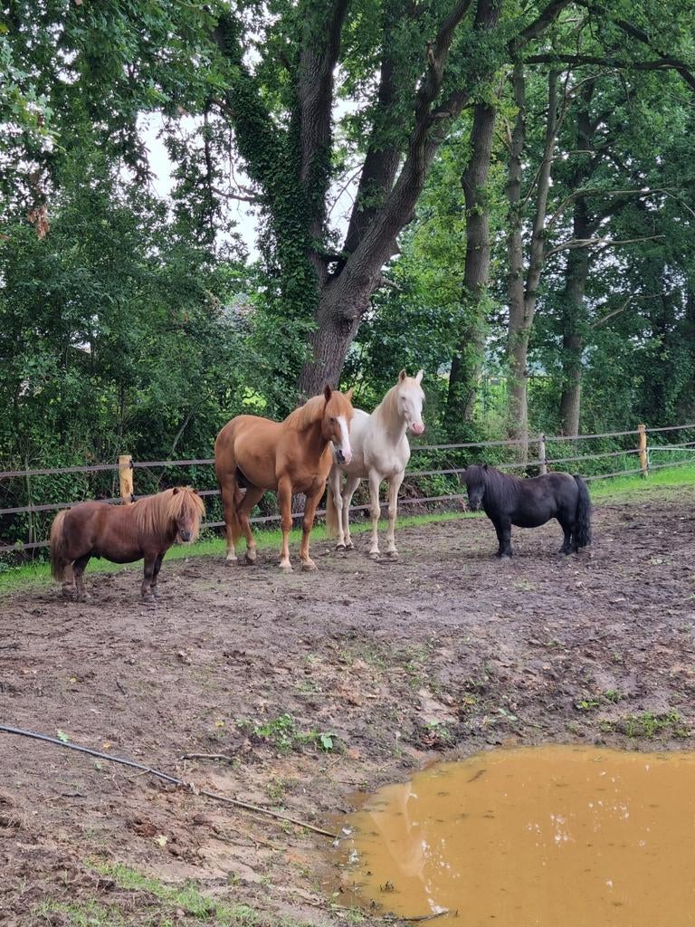 Verzorgpony's aangeboden, Dieren en Toebehoren, Paarden en Pony's | Overige Paardenspullen, Nieuw, Ophalen