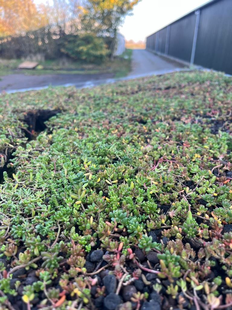 Sedum trays - lichtgewicht groendak grote voorraad, Tuin en Terras, Bodembedekkers, Volle zon, Vaste plant, Ophalen of Verzenden