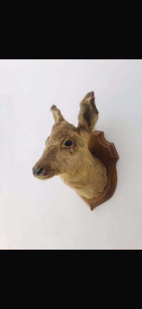 Opgezet herten /reeen kopje, Ophalen of Verzenden, Zo goed als nieuw, Beeldje of Figuurtje