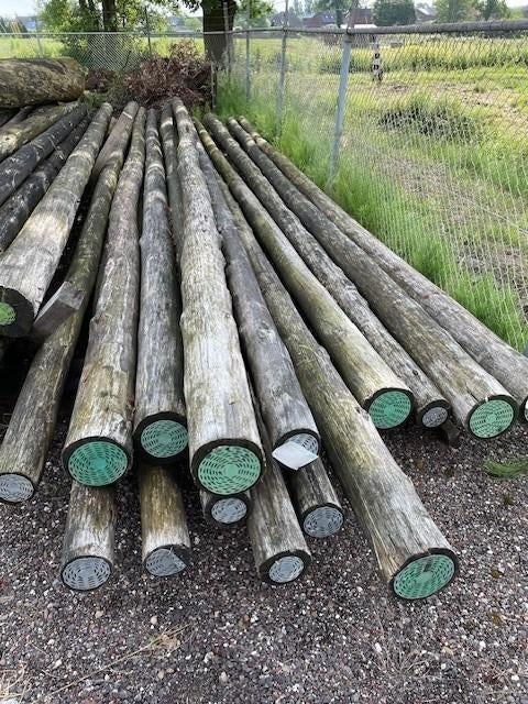 Cloeziana palen te koop B-keus, Ophalen, Zo goed als nieuw, 250 cm of meer, Palen