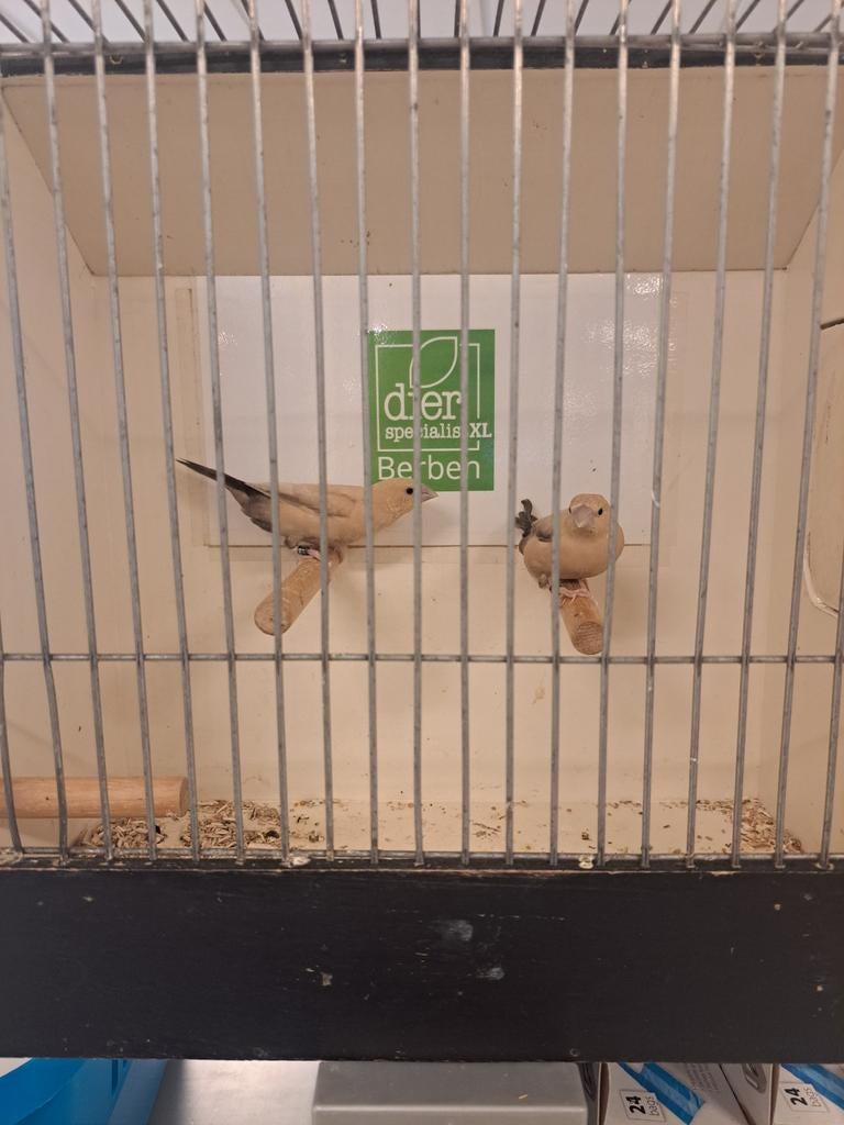 Zilverbekjes donkerbuik agaat koppel, Dieren en Toebehoren, Vogels | Overige Vogels, Meerdere dieren