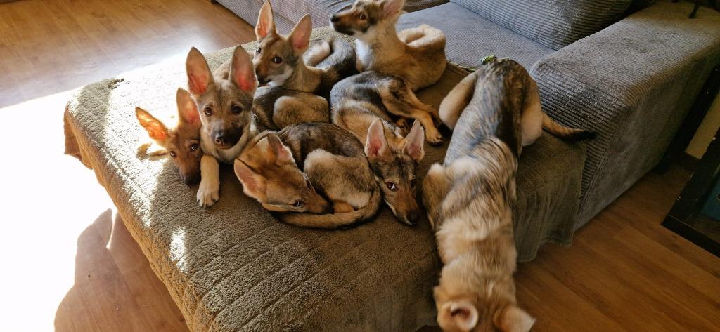 Tsjechoslowaakse wolfhond x Tervurense Herder pups, Parvo, 15 weken tot 1 jaar, Overige rassen, Meerdere
