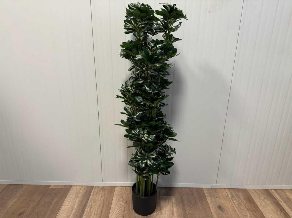 Kunst Schefflera boom nieuw!, Ophalen, Volledige schaduw, 100 tot 150 cm, Overige soorten