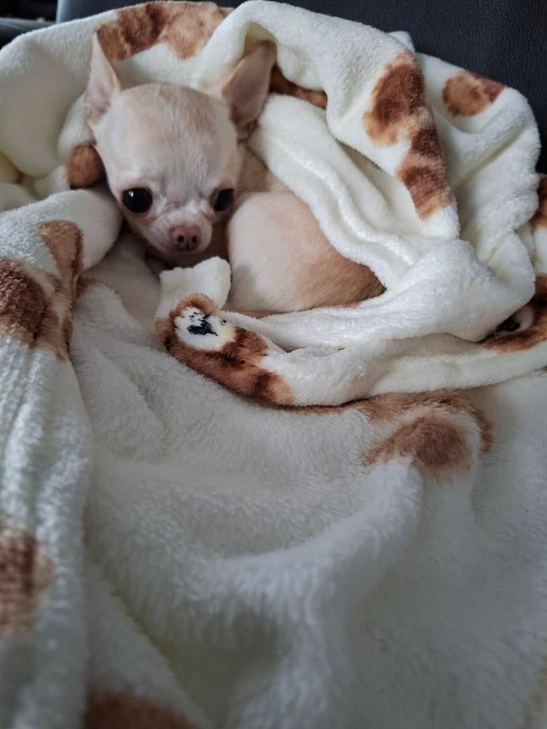 Goed lezen gezocht, Parvo, Eén hond, Chihuahua, 3 tot 5 jaar
