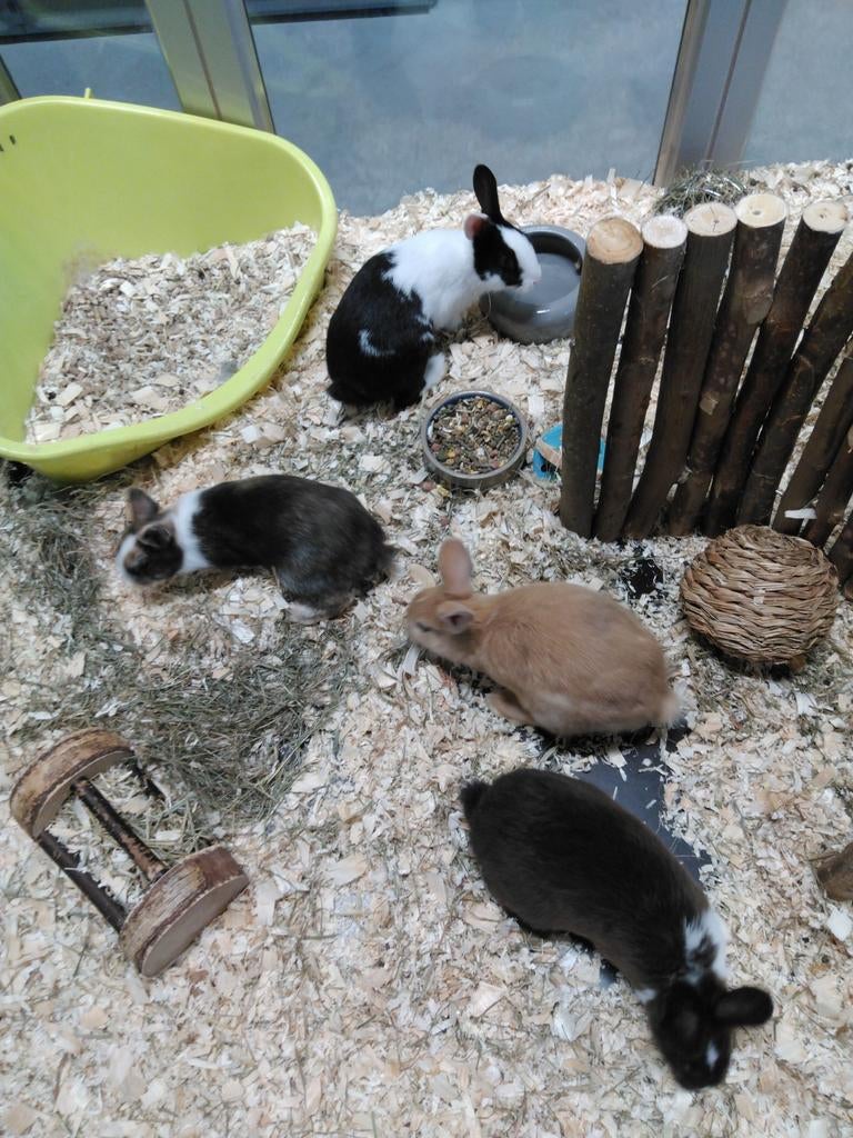 Mooie lieve dwerg konijntjes!, Dieren en Toebehoren, December, Meerdere dieren, Overige typen, Tam