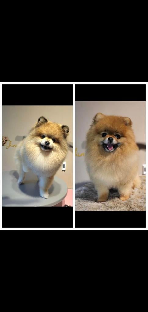 Pomeriaan Dekreutjes  GETEST (NIET TE KOOP), Parvo, Reu, 1 tot 2 jaar, Meerdere