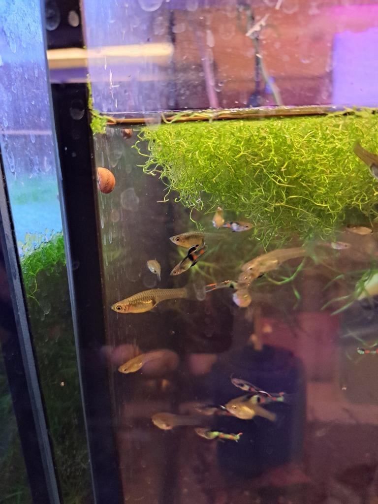 El tigre guppen (endlers), Dieren en Toebehoren, Vissen | Aquariumvissen, Vis