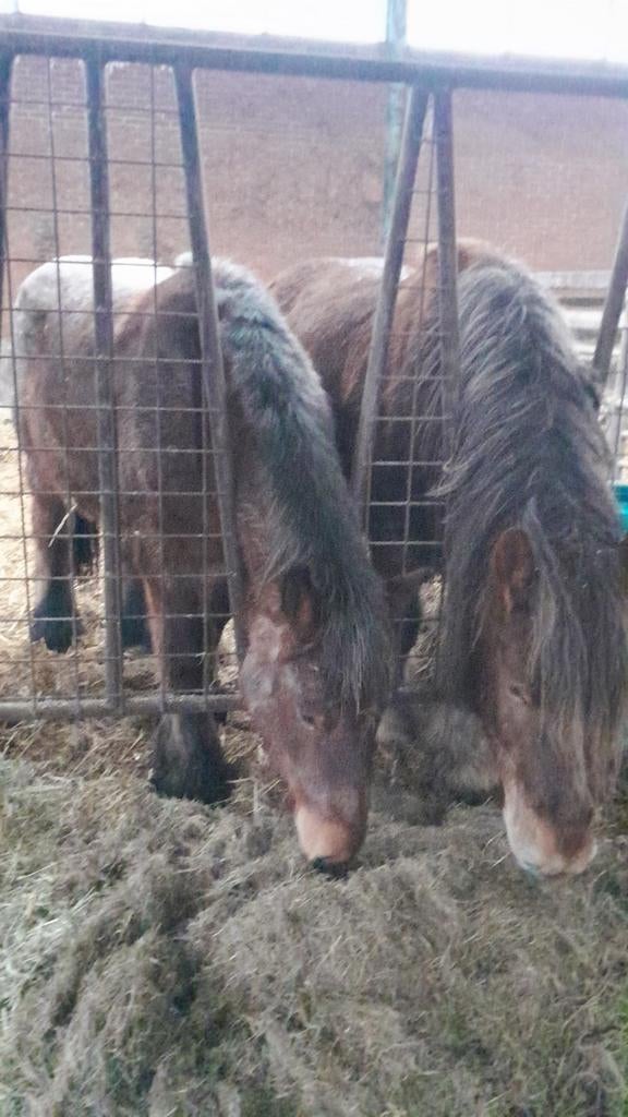 ‼️TE KOOP GEZOCHT‼️, Dieren en Toebehoren, Merrie