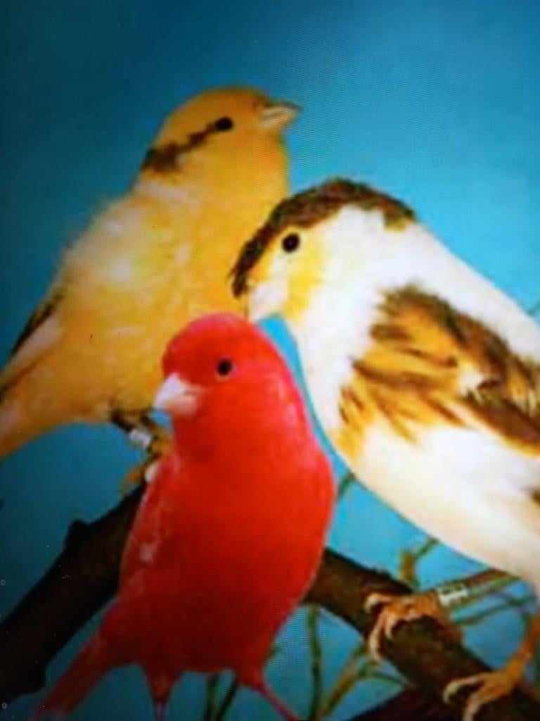 Gevraagt bastaarden kanaries, Meerdere dieren