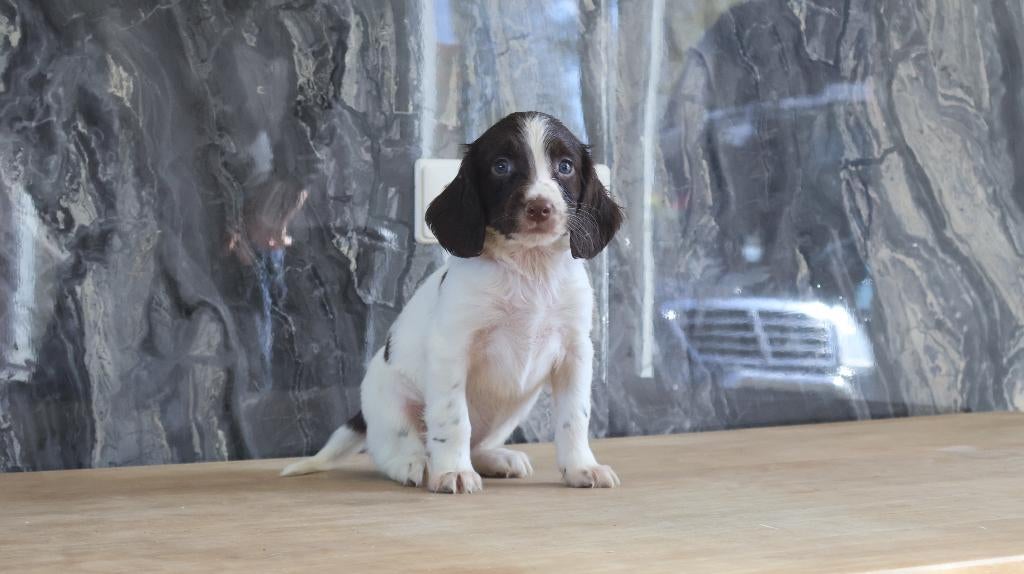 Lieve Engelse springer spaniel pups te koop, Dieren en Toebehoren, Honden | Retrievers, Spaniëls en Waterhonden, Parvo, 8 tot 15 weken