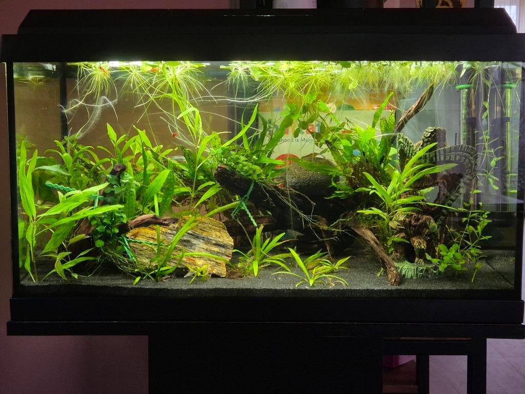 Juwel Primo 60 LED met intern filter, verwarming en meubel, Ophalen, Verwarming, Juwel, Gevuld zoetwateraquarium
