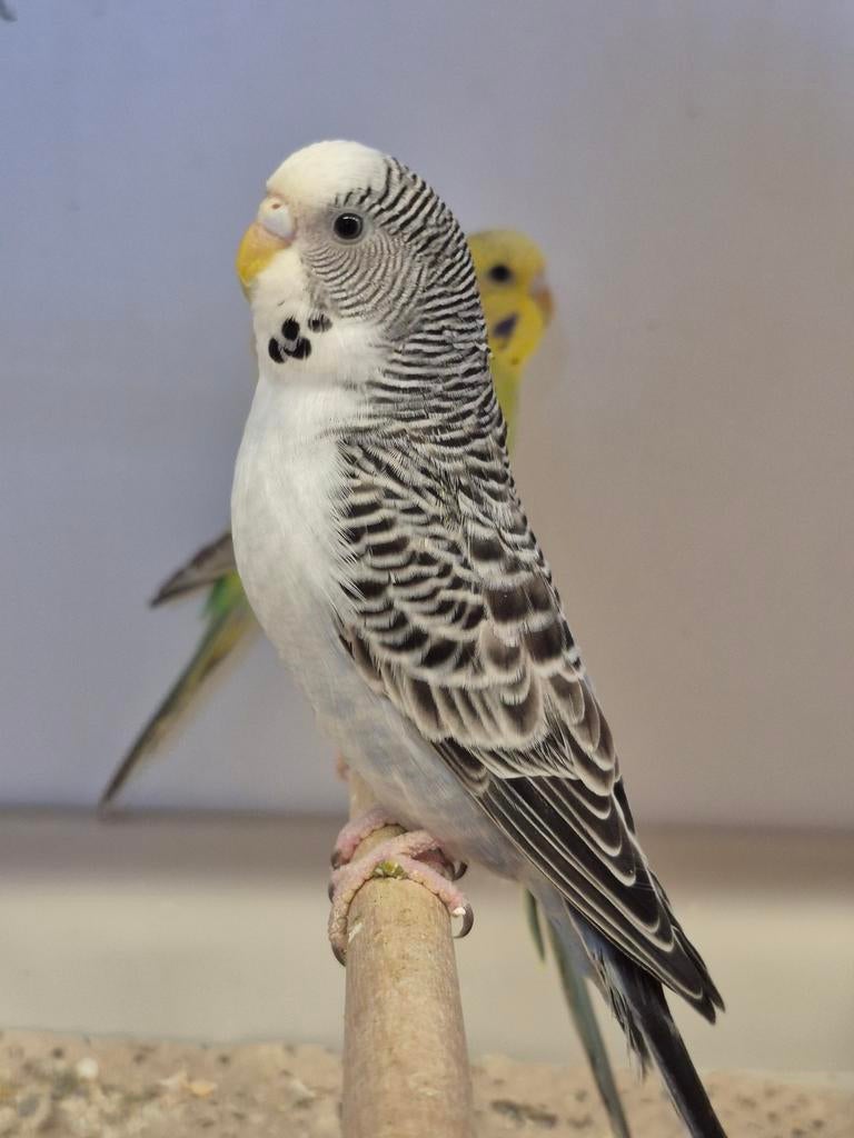 Ecb split Blackface blackwing, Meerdere dieren, Parkiet, Geringd