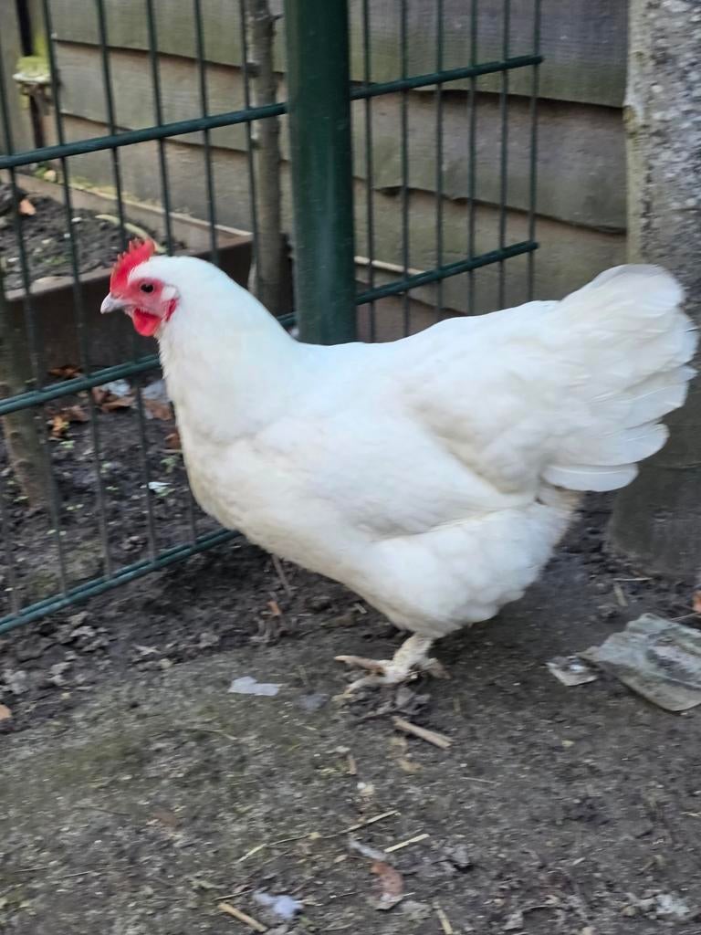 2 kippen te koop, Dieren en Toebehoren, Pluimvee, Vrouwelijk, Kip