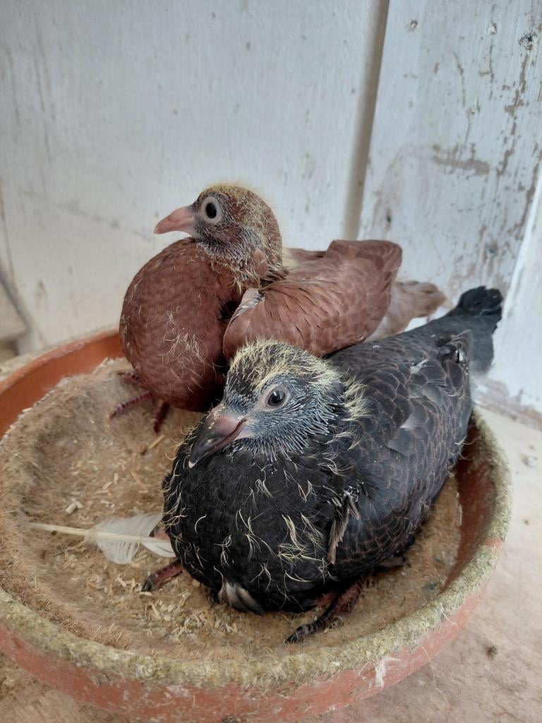 Kleurpostduiven, Dieren en Toebehoren, Meerdere dieren, Postduif