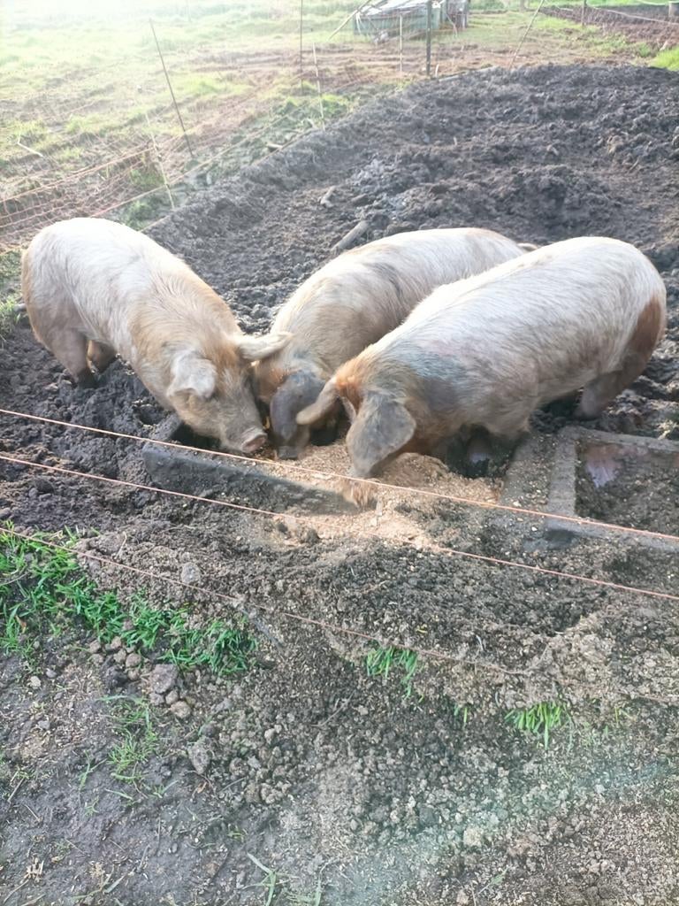 Varkens te koop, Dieren en Toebehoren, Schapen, Geiten en Varkens