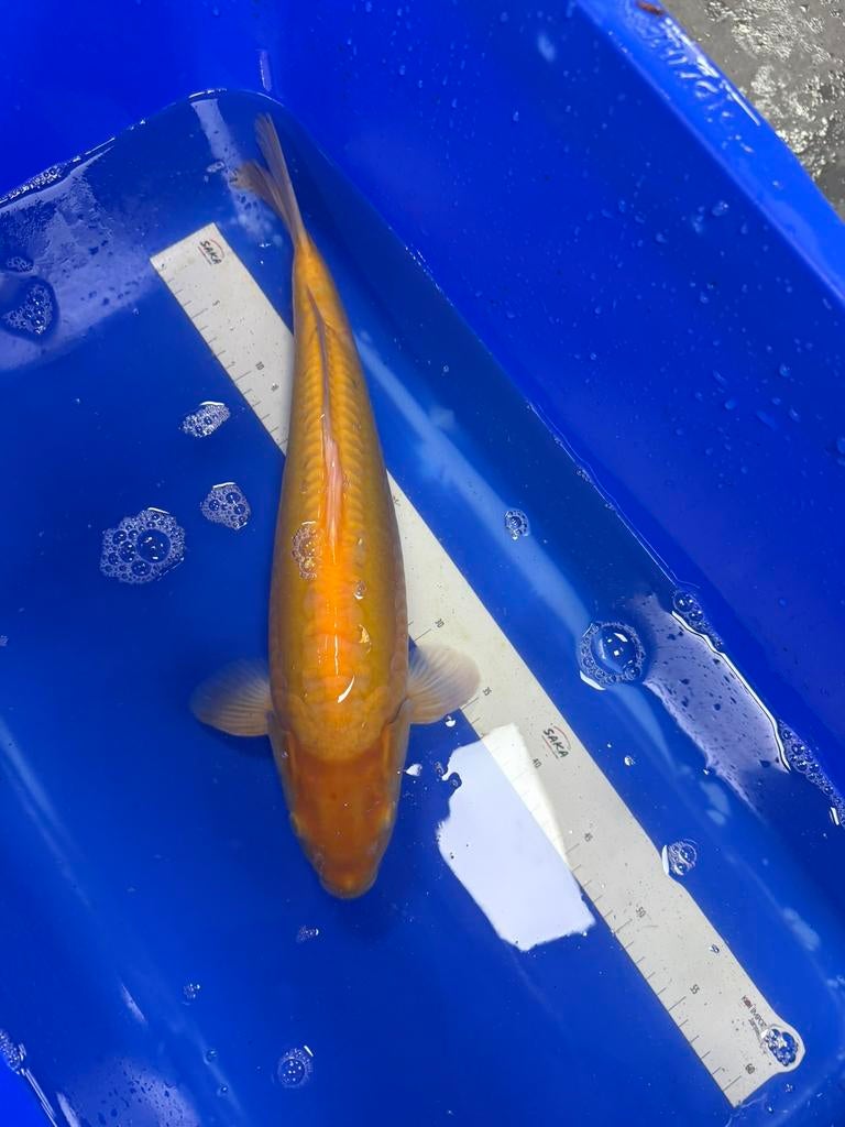 Koi Doitsu karashigoi 45cm, Karper of Koi