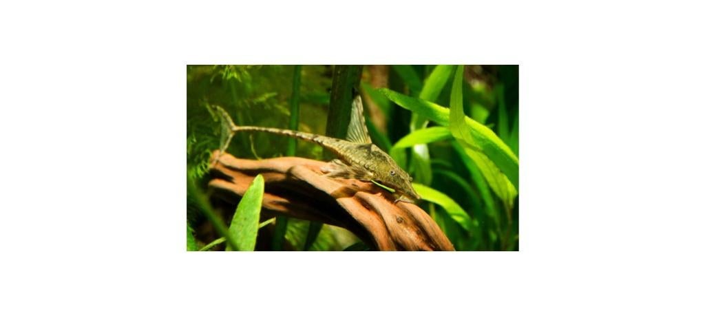 gezocht: sturisoma, Dieren en Toebehoren, Vissen | Aquariumvissen, Vis