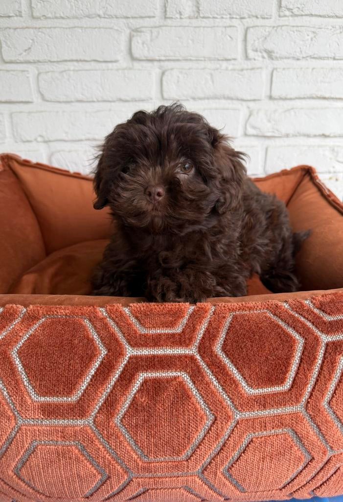 Maltipoo pups, maltezer x toy poedel, Dieren en Toebehoren, Honden | Chihuahua's en Gezelschapshonden, Parvo, Nederland, Overige rassen