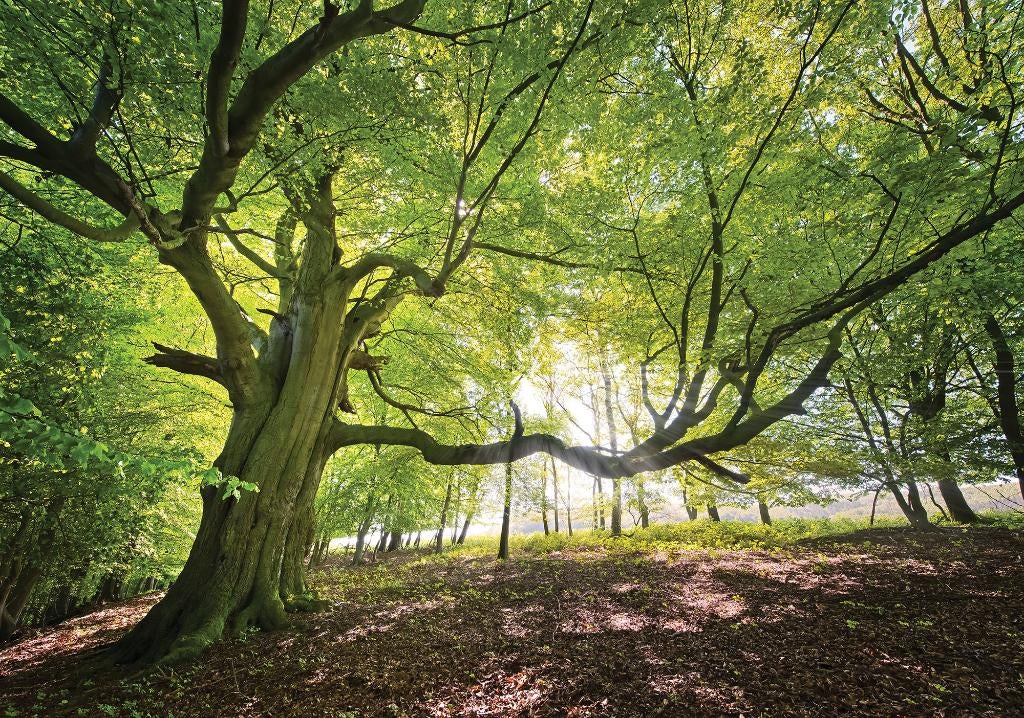 Bos fotobehang Grote Boom , boszicht, Muurdeco4kids, Verzenden, Minder dan 10 m², Bos, bomen